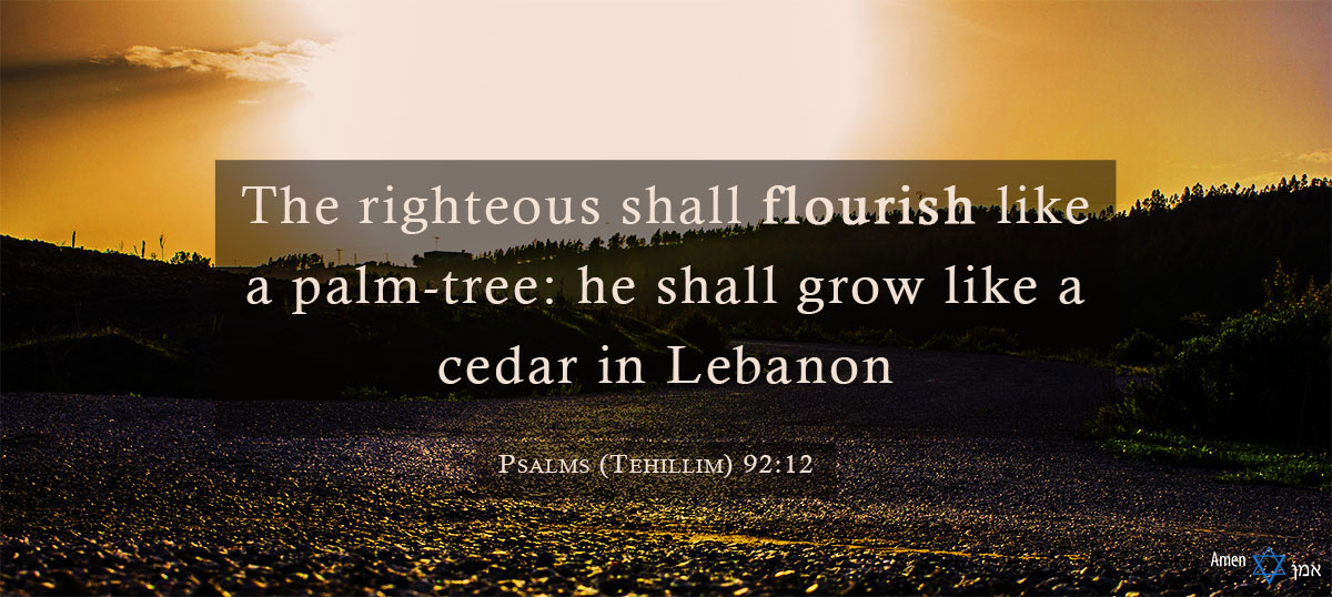 The righteous shall flourish like a palm-tree: he shall grow like a cedar in Lebanon.