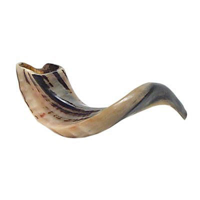 Kosher Odorless Ram's Horn Polished Shofar