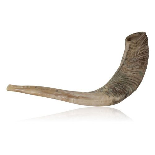 Natural Ram Horn Shofar With Curved Top And Ridges