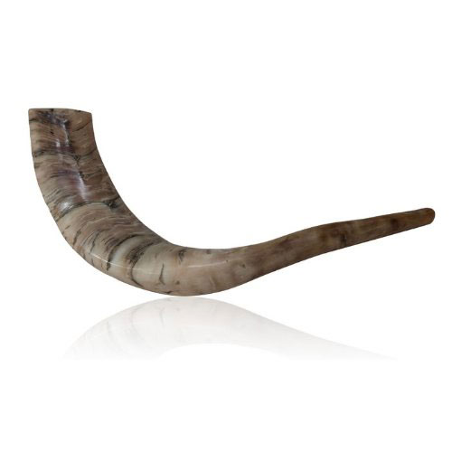Polished Ram Horn Shofar With Wide Bend And Natural Colors