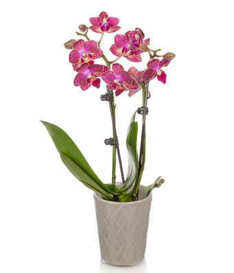 Elegant Pink Mini Orchid