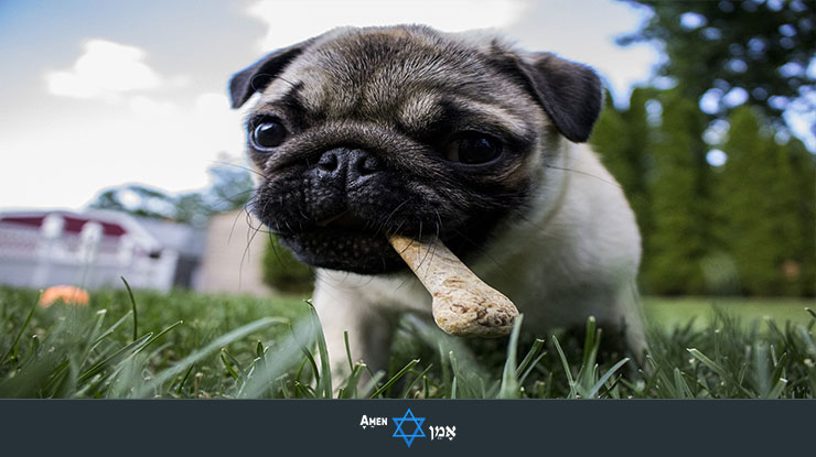 Puppy Eating Bone